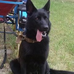 Подробнее об объявлении «Пропала собака Электрогорск» Фото: пропала собака Немецкая овчарка «Пропала собака Электрогорск» в г. Электрогорск