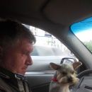 Подробнее об объявлении «Санкт-Петербург Пропала собака часть семьи» Фото: пропала собака Йоркширский терьер «Санкт-Петербург Пропала собака часть семьи» в г. Санкт-Петербург