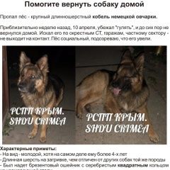 Подробнее об объявлении «Севастополь Пропала собака кобель» Фото: пропала собака Немецкая овчарка «Севастополь Пропала собака кобель» в г. Севастополь