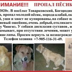 Подробнее об объявлении «Пропала собака кобель Богородицк» Фото: пропала собака  «Пропала собака кобель Богородицк» в г. Богородицк
