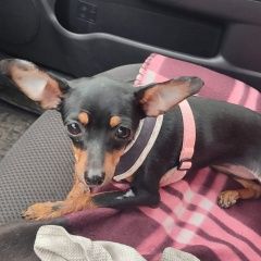 Подробнее об объявлении «Пропала собака. зовут мила(девочка) Талдом» Фото: пропала собака  «Пропала собака. зовут мила(девочка) Талдом» в г. Талдом