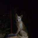 Подробнее об объявлении «Воронеж Пропала собака» Фото: пропала собака  «Воронеж Пропала собака» в г. Воронеж