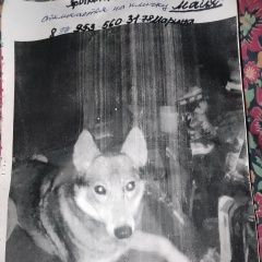 Подробнее об объявлении «Семенов Пропала собака лайка» Фото: пропала собака Западно-сибирская лайка «Семенов Пропала собака лайка» в г. Семенов