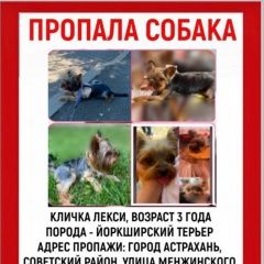 Подробнее об объявлении «Пропала собака йоркширский терьер, девочка, 3 года Астрахань» Фото: пропала собака Йоркширский терьер «Пропала собака йоркширский терьер, девочка, 3...» в г. Астрахань