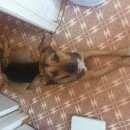 Подробнее об объявлении «Пропала собака кобель Нижний Новгород» Фото: пропала собака  «Пропала собака кобель Нижний Новгород» в г. Нижний Новгород