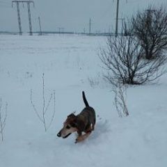 Подробнее об объявлении «Пропала собака Венев» Фото: пропала собака Такса «Пропала собака Венев» в г. Венев