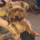 Подробнее об объявлении «Пропала собака кобель Королев» Фото: пропала собака Йоркширский терьер «Пропала собака кобель Королев» в г. Королев