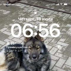 Подробнее об объявлении «Пропала собака кобель Ростов-на-Дону» Фото: пропала собака  «Пропала собака кобель Ростов-на-Дону» в г. Ростов-на-Дону