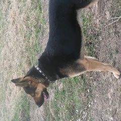 Подробнее об объявлении «Пропала собака кобель Смоленск» Фото: пропала собака Немецкая овчарка «Пропала собака кобель Смоленск» в г. Смоленск