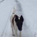 Подробнее об объявлении «Пропала собака кобель кличка райт Дмитров» Фото: пропала собака Фокстерьер «Пропала собака кобель кличка райт Дмитров» в г. Дмитров