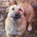 Подробнее об объявлении «Пропала собака Санкт-Петербург» Фото: пропала собака  «Пропала собака Санкт-Петербург» в г. Санкт-Петербург