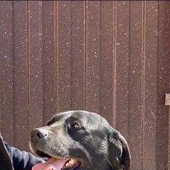 Подробнее об объявлении «Пропала собака Самара» Фото: пропала собака Лабрадор ретривер «Пропала собака Самара» в г. Самара