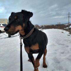 Подробнее об объявлении «Пропала собака Нижний Новгород» Фото: пропала собака Немецкий охотничий терьер «Пропала собака Нижний Новгород» в г. Нижний Новгород