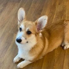 Подробнее об объявлении «Пропала собака Королев» Фото: пропала собака Вельш корги «Пропала собака Королев» в г. Королев