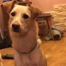 Подробнее об объявлении «Электроугли Пропала собака кобель» Фото: пропала собака  «Электроугли Пропала собака кобель» в г. Электроугли