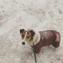 Подробнее об объявлении «Пропала собака Конаково» Фото: пропала собака Джек рассел терьер «Пропала собака Конаково» в г. Конаково