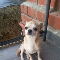 Подробнее об объявлении «Пропала собака кобель Славянск-на-Кубани» Фото: пропала собака Чихуахуа «Пропала собака кобель Славянск-на-Кубани» в г. Славянск-на-Кубани