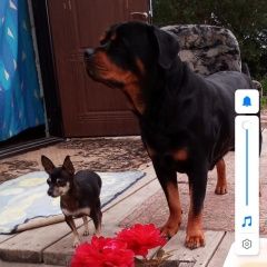 Подробнее об объявлении «Пропала собака Нефтеюганск» Фото: пропала собака Русский той-терьер «Пропала собака Нефтеюганск» в г. Нефтеюганск