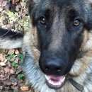 Подробнее об объявлении «Софрино Пропала собака овчарка» Фото: пропала собака Немецкая овчарка «Софрино Пропала собака овчарка» в г. Софрино