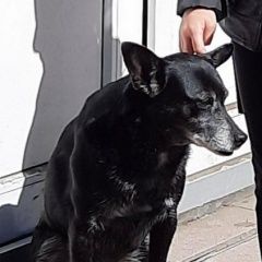 Подробнее об объявлении «Пропала собака возле дома абрикосовая 20 на макаренко Сочи» Фото: пропала собака  «Пропала собака возле дома абрикосовая 20 на...» в г. Сочи