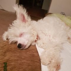 Подробнее об объявлении «Подольск Пропала собака кобель» Фото: пропала собака Китайская хохлатая собака «Подольск Пропала собака кобель» в г. Подольск