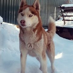 Подробнее об объявлении «Воронеж Пропала собака кобель» Фото: пропала собака Сибирская хаски «Воронеж Пропала собака кобель» в г. Воронеж