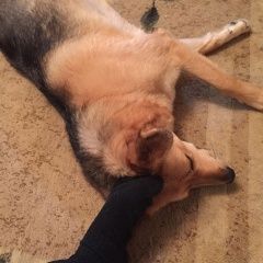 Подробнее об объявлении «Нарофоминск Пропала собака любимица детей» Фото: пропала собака  «Нарофоминск Пропала собака любимица детей» в г. Нарофоминск