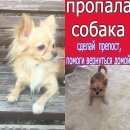 Подробнее об объявлении «Пропала собака кобель чихуа снт медик Обнинск» Фото: пропала собака Чихуахуа «Пропала собака кобель чихуа снт медик Обнинск» в г. Обнинск