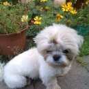 Подробнее об объявлении «Омск Пропала собака кобель» Фото: пропала собака Ши-тцу «Омск Пропала собака кобель» в г. Омск