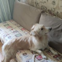 Подробнее об объявлении «Пропала собака Москва» Фото: пропала собака  «Пропала собака Москва» в г. Москва