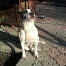 Подробнее об объявлении «Симферополь Пропала собака верните за вознаграждение» Фото: пропала собака Американский стаффордширский терьер «Симферополь Пропала собака верните за...» в г. Симферополь