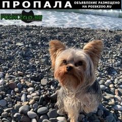 Подробнее об объявлении «Пропала собака кобель йорк, 10 марта, ленинский пр, Москва» Фото: пропала собака Йоркширский терьер «Пропала собака кобель йорк, 10 марта, ленинский...» в г. Москва