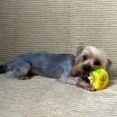 Подробнее об объявлении «Челябинск Пропала собака кобель» Фото: пропала собака Йоркширский терьер «Челябинск Пропала собака кобель» в г. Челябинск