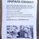 Подробнее об объявлении «Краснодар Пропала собака верните за вознаграждение» Фото: пропала собака Йоркширский терьер «Краснодар Пропала собака верните за вознаграждение» в г. Краснодар