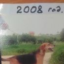 Подробнее об объявлении «Александров Пропала собака русская гончья» Фото: пропала собака Русская псовая борзая «Александров Пропала собака русская гончья» в г. Александров