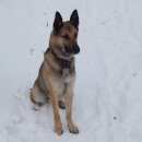 Подробнее об объявлении «Нижний Новгород Пропала собака кобель» Фото: пропала собака  «Нижний Новгород Пропала собака кобель» в г. Нижний Новгород