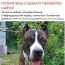 Подробнее об объявлении «Санкт-Петербург Пропала собака кобель» Фото: пропала собака Стаффордширский бультерьер «Санкт-Петербург Пропала собака кобель» в г. Санкт-Петербург