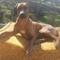 Подробнее об объявлении «Пропала собака кобель missing ridgeback Москва» Фото: пропала собака Родезийский риджбек «Пропала собака кобель missing ridgeback Москва» в г. Москва