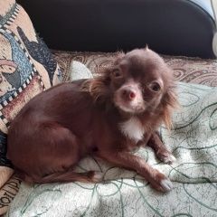 Подробнее об объявлении «Геленджик Пропала собака» Фото: пропала собака  «Геленджик Пропала собака» в г. Геленджик