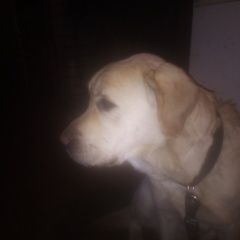 Подробнее об объявлении «Кулебаки Пропала собака кобель не пришла она лежит у взлётной полосы гд» Фото: пропала собака Лабрадор ретривер «Кулебаки Пропала собака кобель не пришла она...» в г. Кулебаки