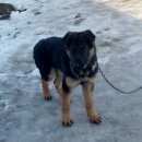 Подробнее об объявлении «Пропала собака Нижний Новгород» Фото: пропала собака Немецкая овчарка «Пропала собака Нижний Новгород» в г. Нижний Новгород