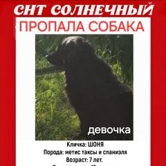 Подробнее об объявлении «Чебоксары Пропала собака помогите найти» Фото: пропала собака  «Чебоксары Пропала собака помогите найти» в г. Чебоксары