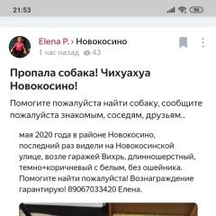 Подробнее об объявлении «Пропала собака кобель новокосино Москва» Фото: пропала собака Чихуахуа «Пропала собака кобель новокосино Москва» в г. Москва