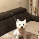 Подробнее об объявлении «Омск Пропала собака» Фото: пропала собака Вест хайленд уайт терьер «Омск Пропала собака» в г. Омск