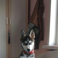 Подробнее об объявлении «Подольск Пропала собака» Фото: пропала собака Сибирская хаски «Подольск Пропала собака» в г. Подольск