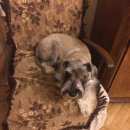 Подробнее об объявлении «Пропала собака Санкт-Петербург» Фото: пропала собака Миттельшнауцер «Пропала собака Санкт-Петербург» в г. Санкт-Петербург