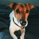 Подробнее об объявлении «Пропала собака кобель Смоленск» Фото: пропала собака Джек рассел терьер «Пропала собака кобель Смоленск» в г. Смоленск