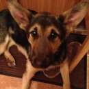 Подробнее об объявлении «Пропала собака Ярославль» Фото: пропала собака  «Пропала собака Ярославль» в г. Ярославль