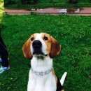 Подробнее об объявлении «Пропала собака кобель Санкт-Петербург» Фото: пропала собака  «Пропала собака кобель Санкт-Петербург» в г. Санкт-Петербург