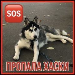 Подробнее об объявлении «Пропала собака хаски, девочка, карие глаза Пушкино» Фото: пропала собака Сибирская хаски «Пропала собака хаски, девочка, карие глаза Пушкино» в г. Пушкино